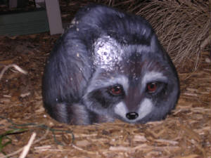 racoon.jpg